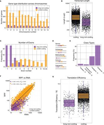 Long Non-Coding RNAs in Cryptococcus neoformans: Insights Into Fungal Pathogenesis